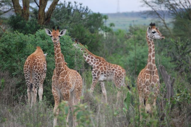 Photo of Жирафы снова удивили биологов