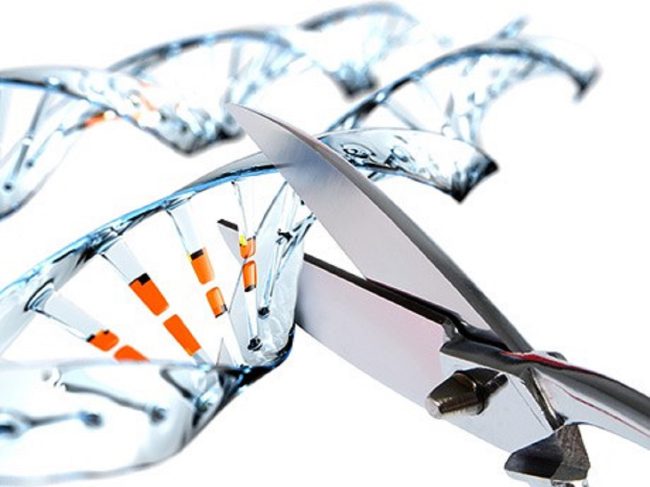 Photo of Ученые нашли необычное применение редактору генома CRISPR