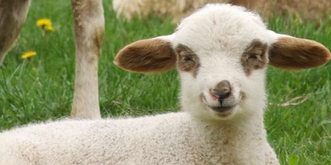 Photo of Печатающую стволовыми клетками биоручку протестировали на овцах
