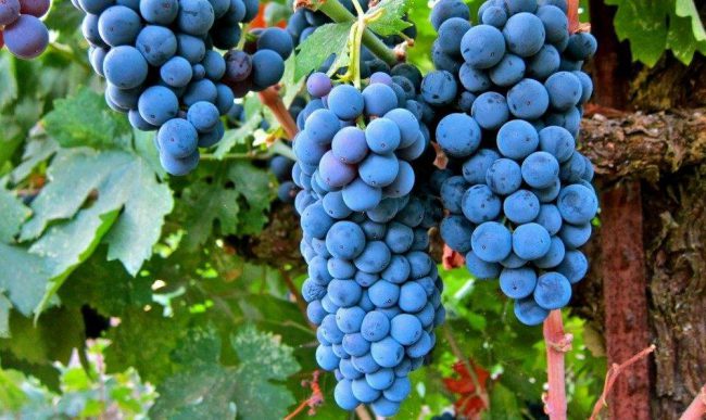 Photo of Учёные выяснили, что из винограда можно создать эффективный антидепрессант