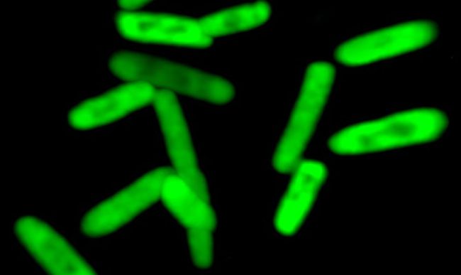 Photo of Создана первая полусинтетическая бактерия с искусственной ДНК