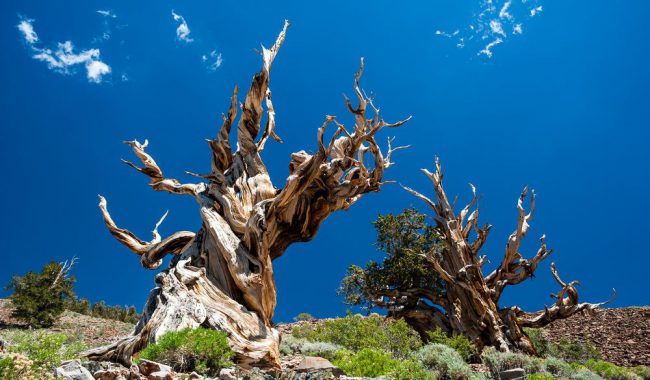 Photo of Какое дерево является самым старым на нашей планете?