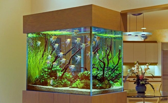 Photo of Как правильно выбрать аквариум?