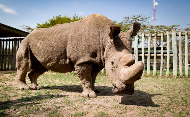 Photo of Умер последний в мире самец северного белого носорога