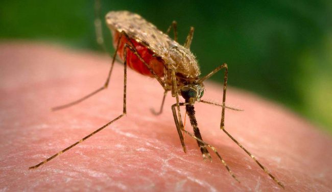 Photo of В США комаров будут уничтожать с помощью бактериологического оружия