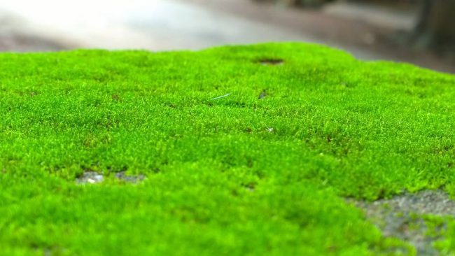 Photo of Ученые обнаружили, что зеленый мох может быть полезен для здоровья