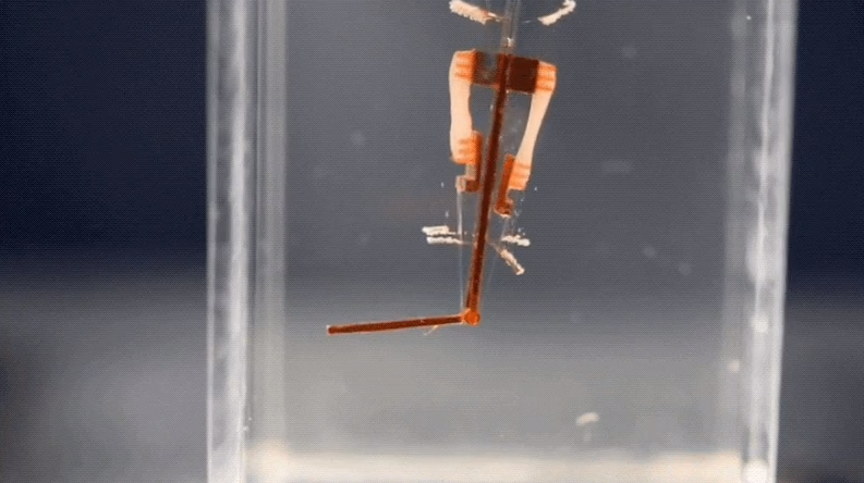 Photo of Киборги здесь: ученые поместили живые клетки в палец робота