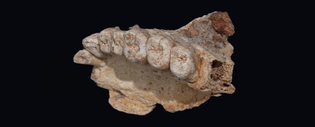 Photo of Современные люди вышли из Африки на 50 тысяч лет раньше, чем считалось
