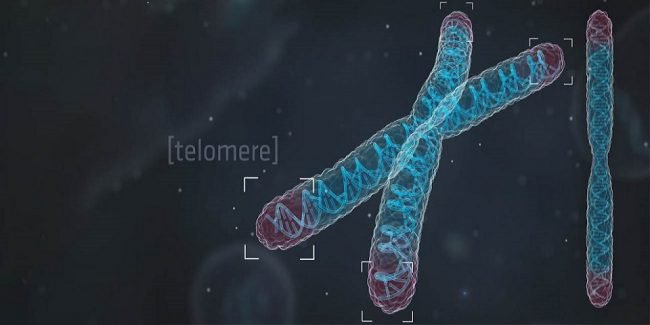 Photo of Ученые в деталях рассмотрели фермент клеточного бессмертия