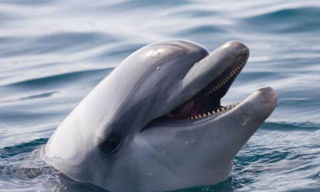 Photo of У китов и дельфинов обнаружили «почти человеческие» культуру и общество