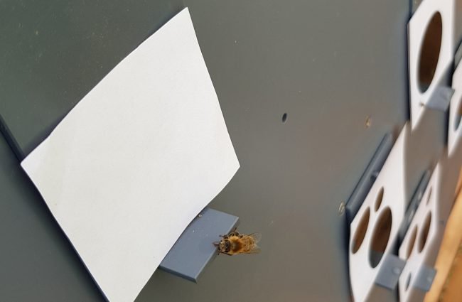Photo of Пчелы понимают, что такое ноль