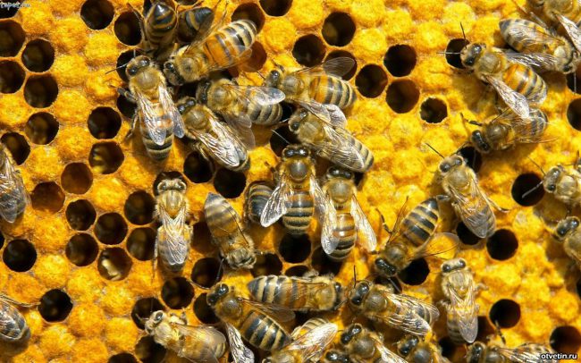 Photo of 10 вещей, которые пропадут навсегда, если исчезнут пчелы