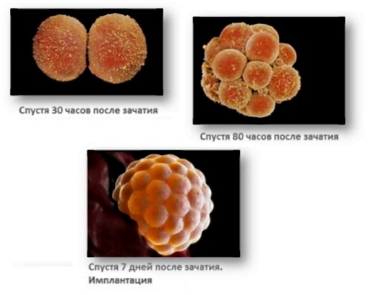 Photo of Размер эмбриона по неделям: таблицы с описанием. Как определяют размеры плода по неделям беременности с помощью УЗИ?