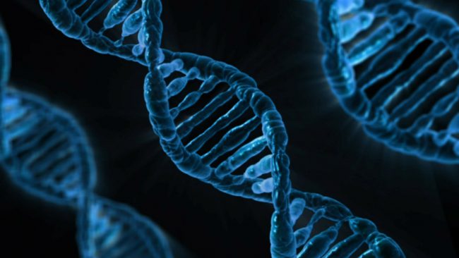 Photo of Ученые выяснили, зачем нужна «мусорная» ДНК