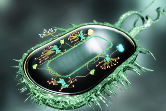 Photo of Ученые создали «бактерий-киборгов»