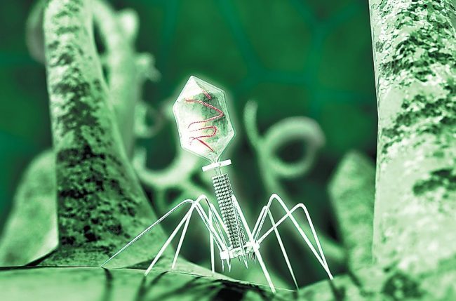 Photo of Ростех разработал первый в мире универсальный бактериофаг для борьбы с инфекциями