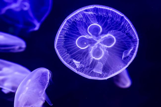 Photo of Датские ученые сделали чипсы из медуз