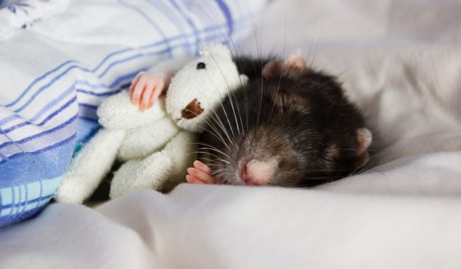Photo of Ученые нашли переключатели сна в мозге мыши