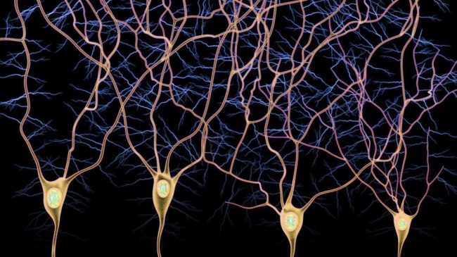 Photo of Геймеры помогают ученым исследовать головной мозг и открывать новые типы нейронов