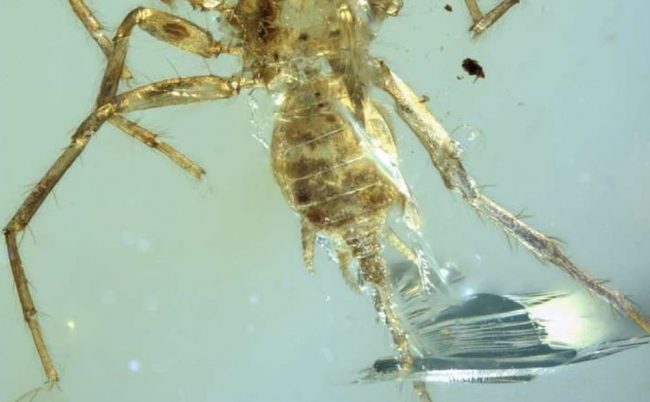 Photo of Учёные обнаружили в куске янтаря вымершего паука-химеру