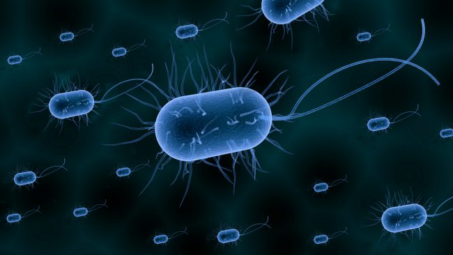 Photo of У бактерий обнаружили новый вид памяти